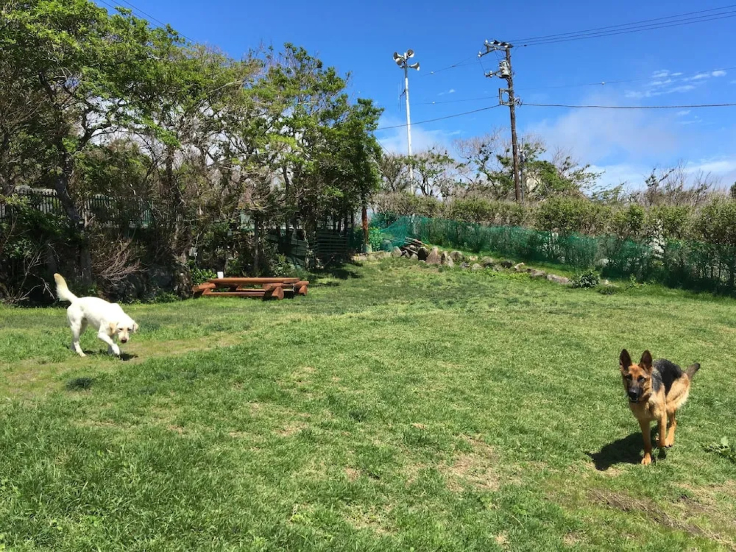 Hakone Gora Guam Dog