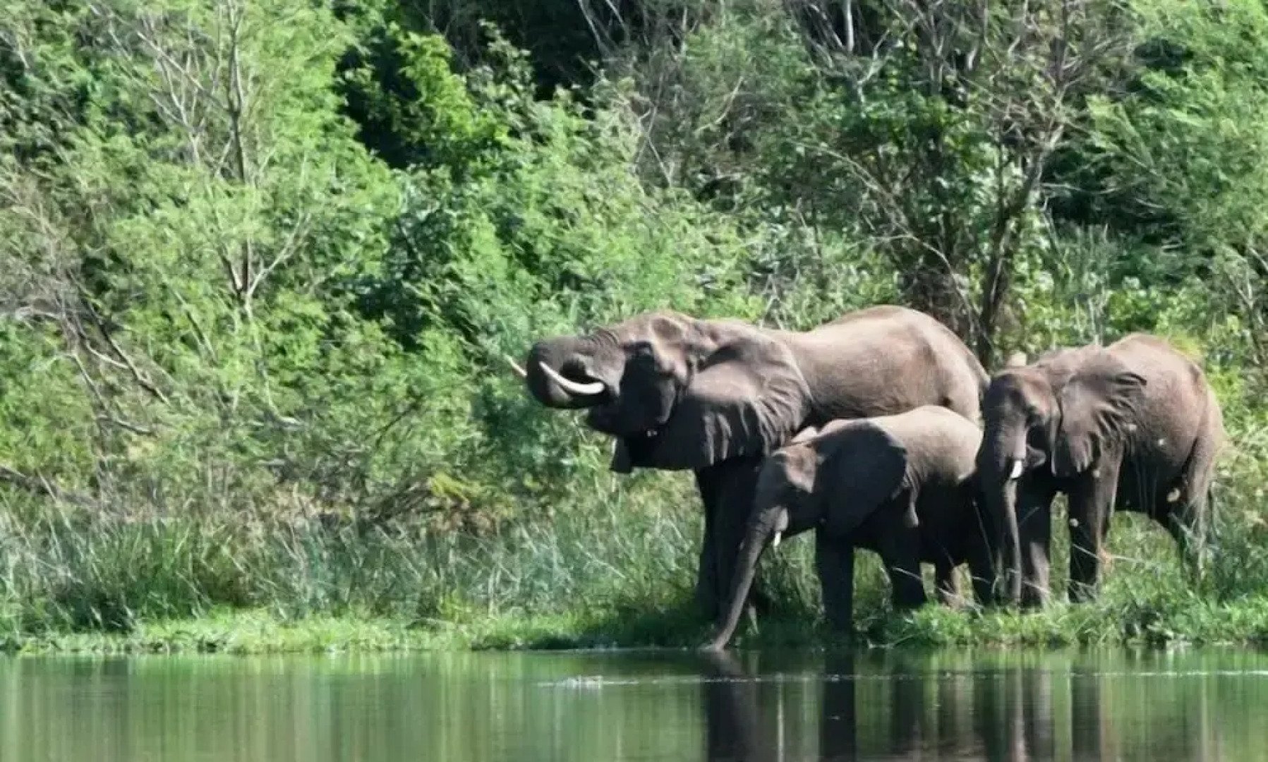 Kabalega Wilderness Lodge