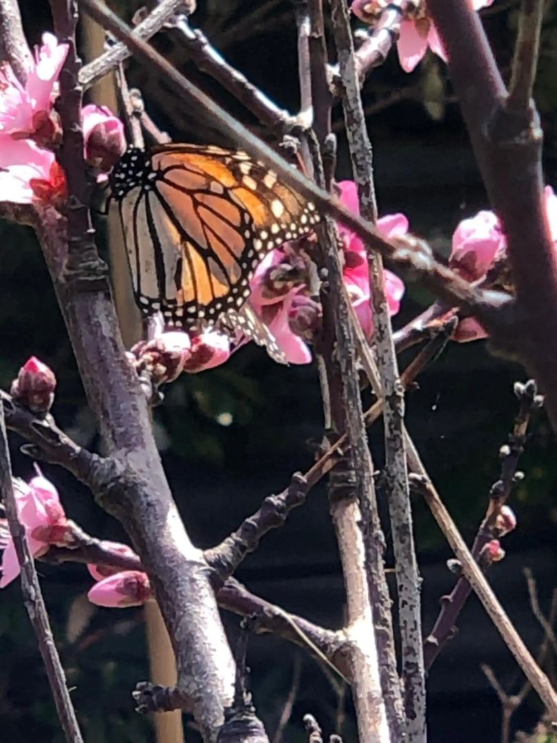 @Taradise-Opunake - eco-friendly Coastal hideaway