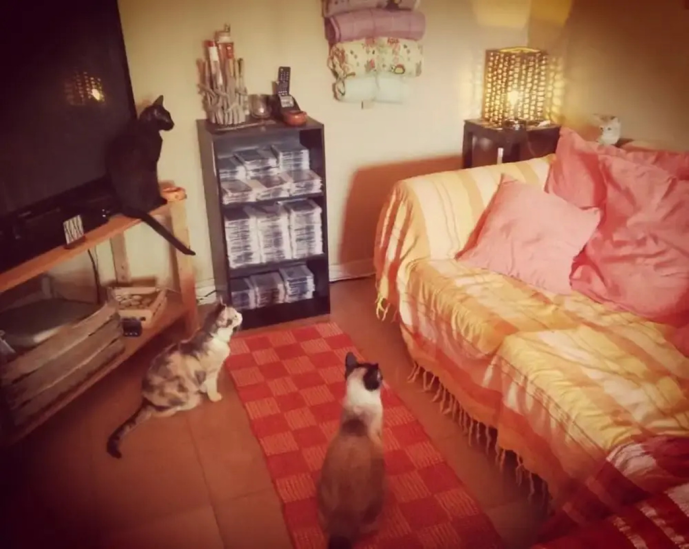 Oasi Lega Internazionale Vigilanza Sez. Palermo