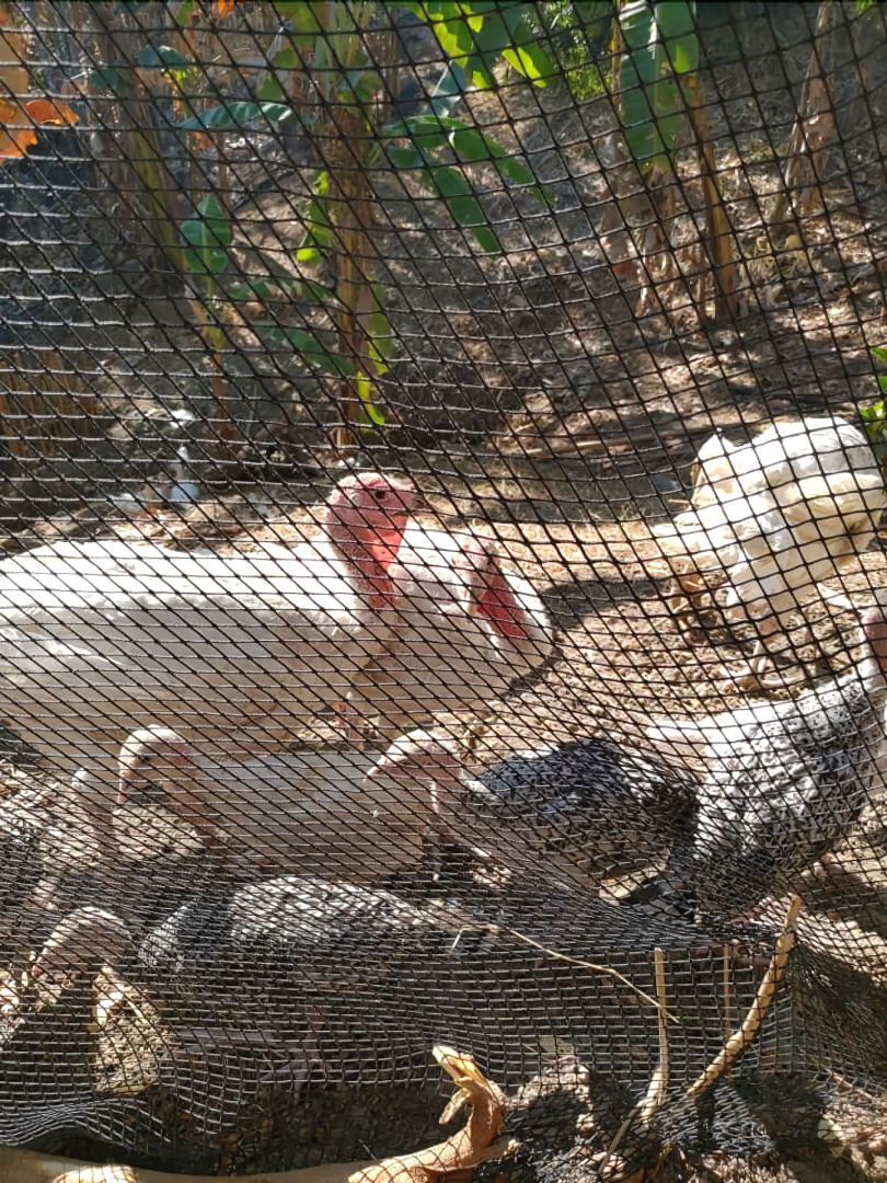 Singalong Nature Camphill Site