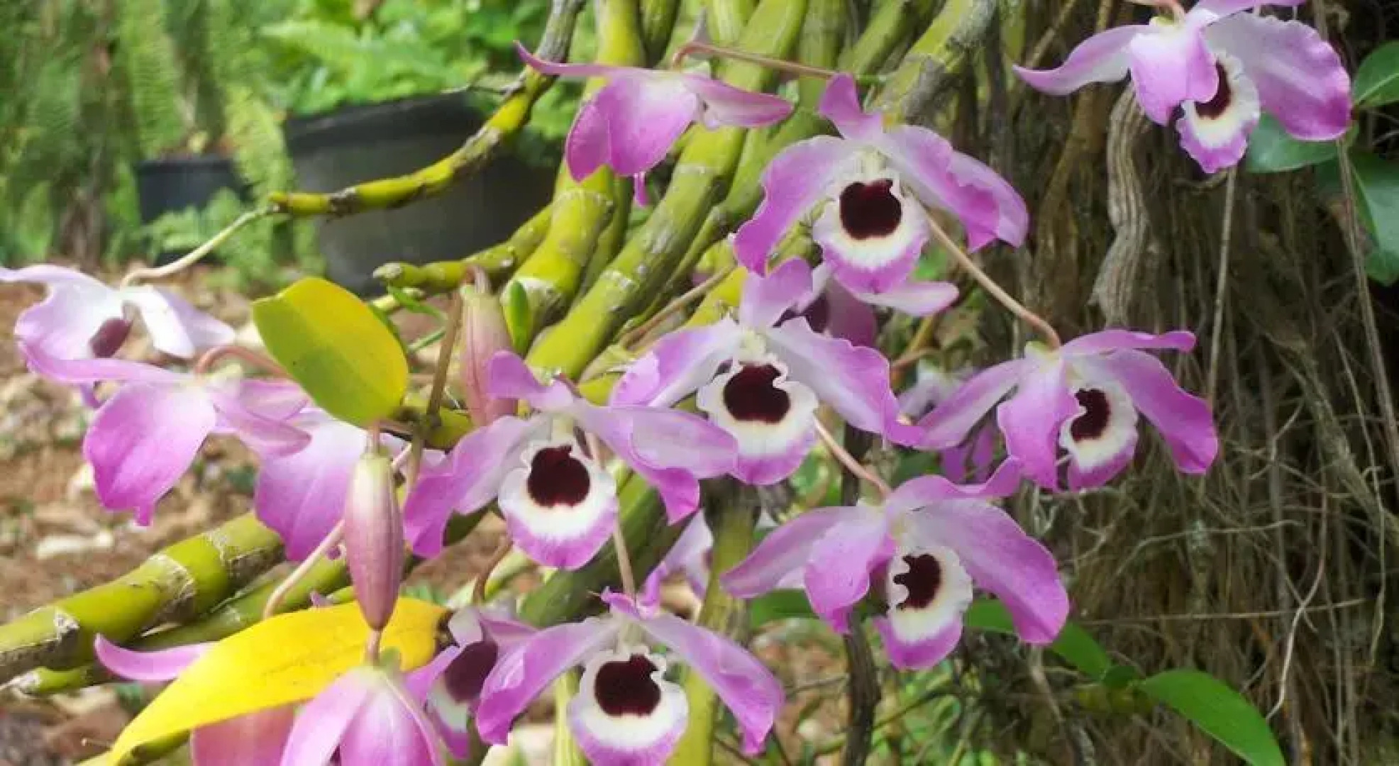 Secluded Rainforest Retreat