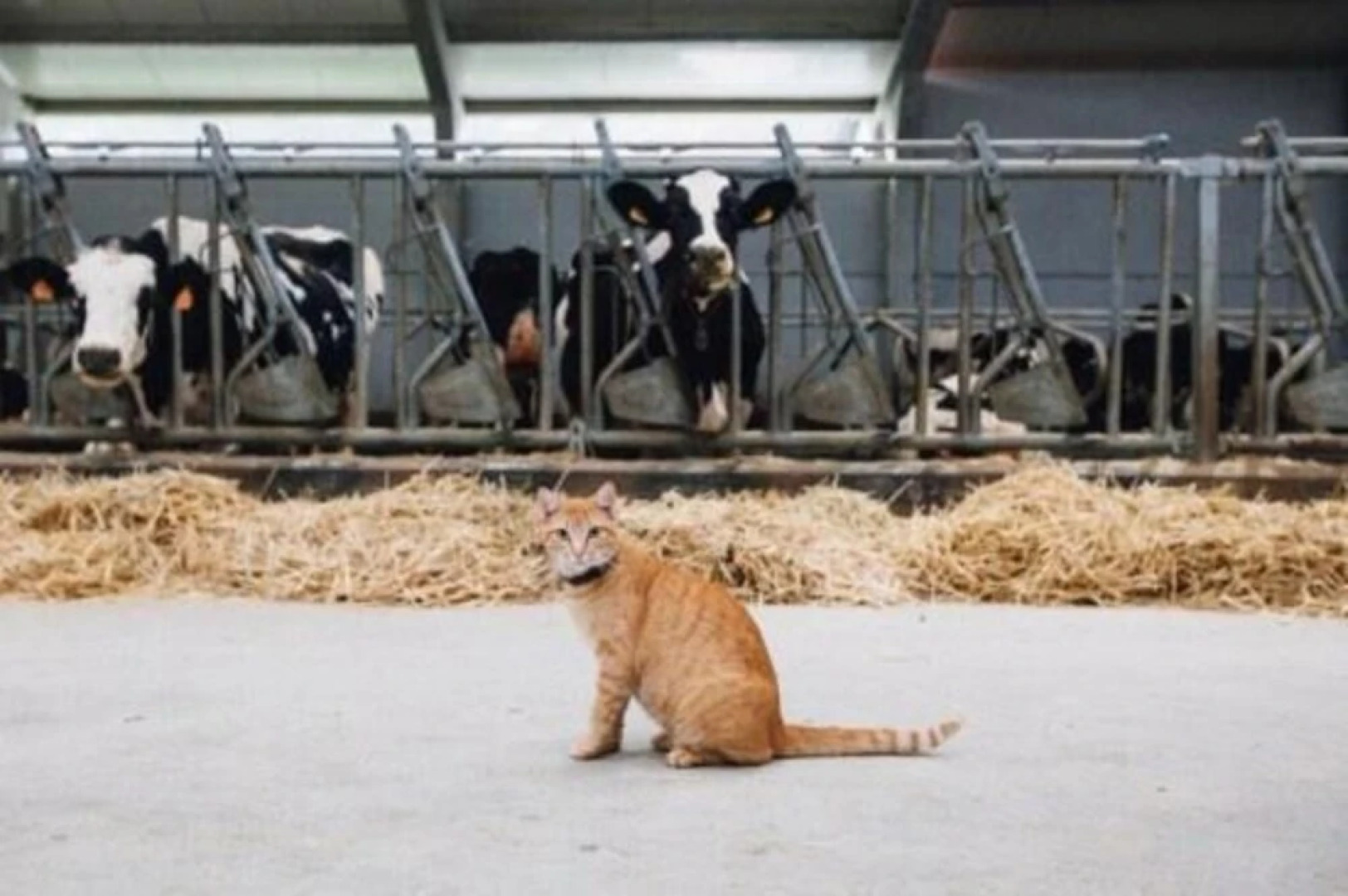 Apartamentos El Castañeu