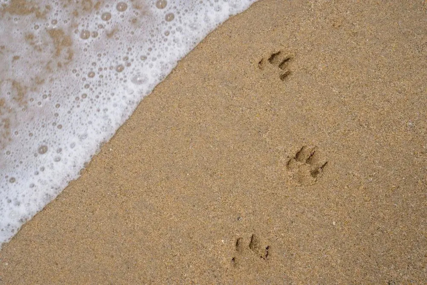 Costanoa Lodge and Camp