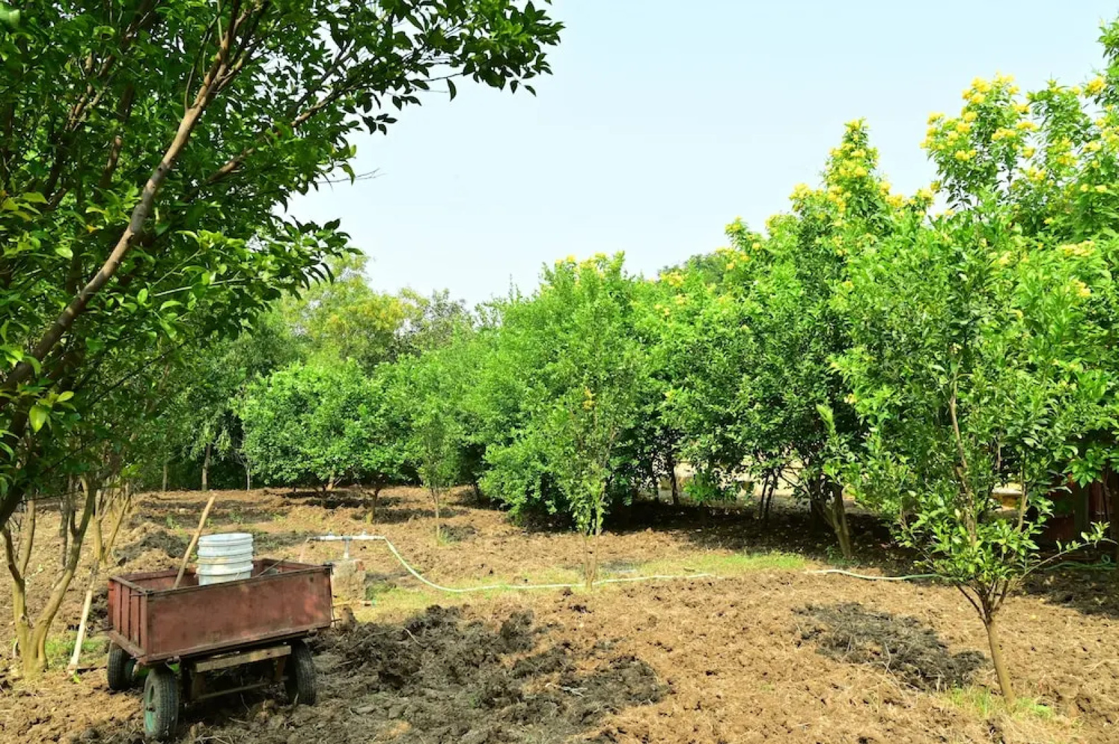 Tigers Heaven Resort