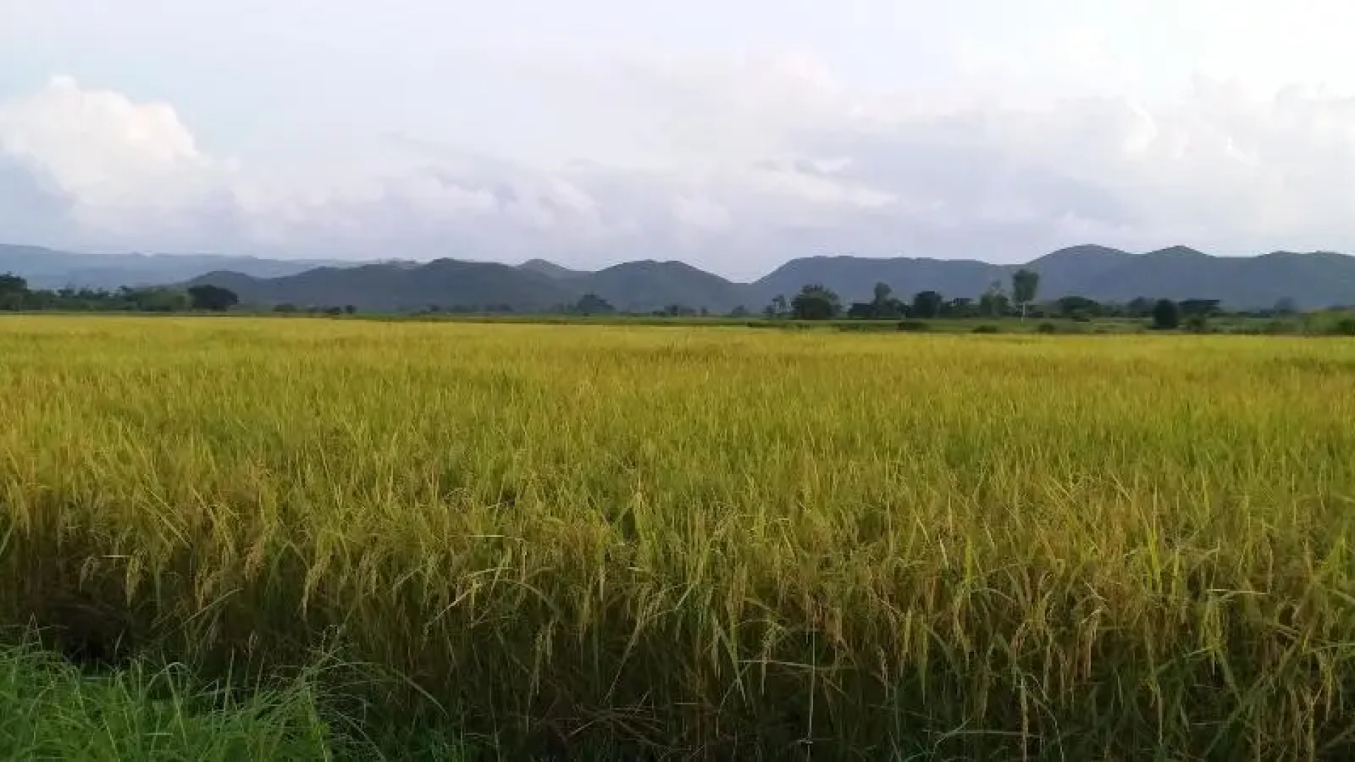 Baan Saun Homestay By Lamyai Khunmae