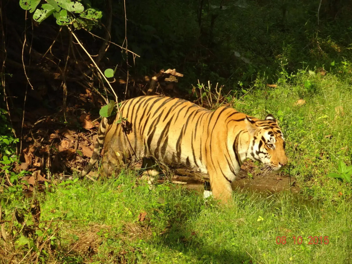 Windsor Tiger Resort