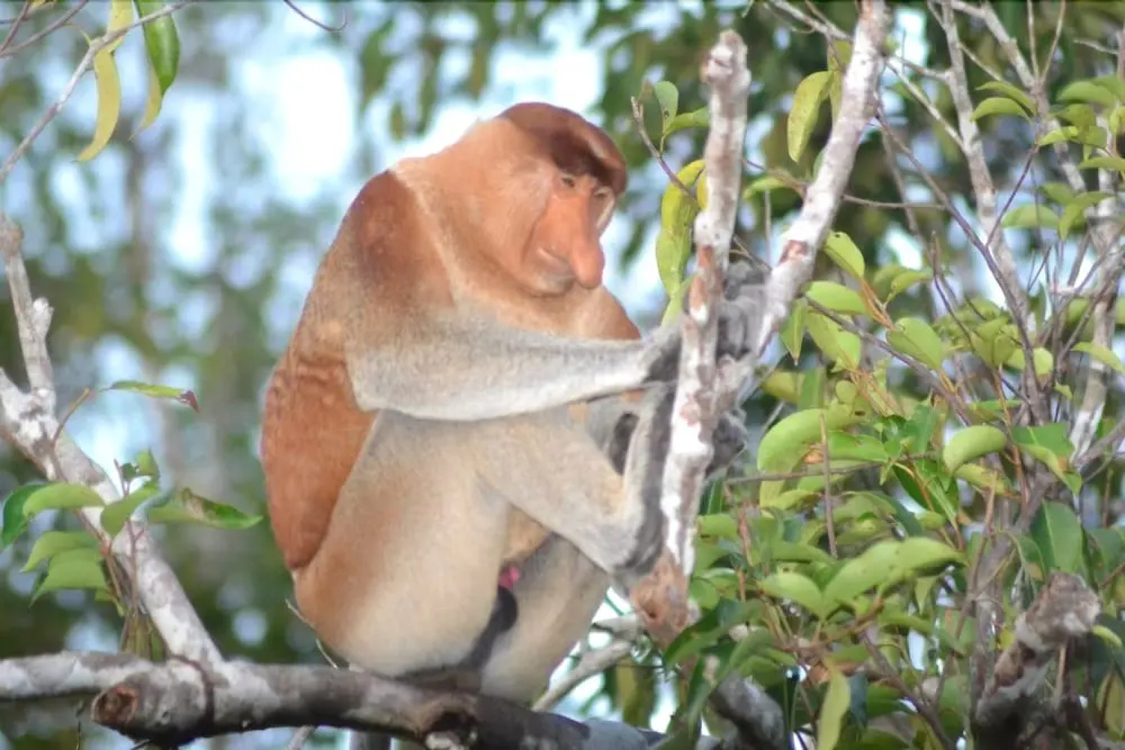 Arut Riverside Orangutan Guest house