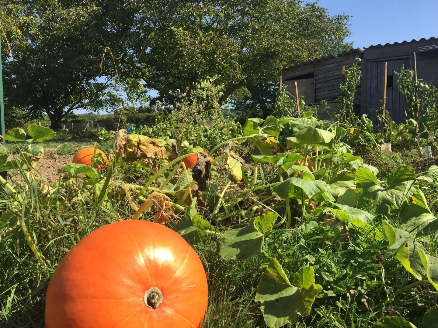 Jolie halte normande