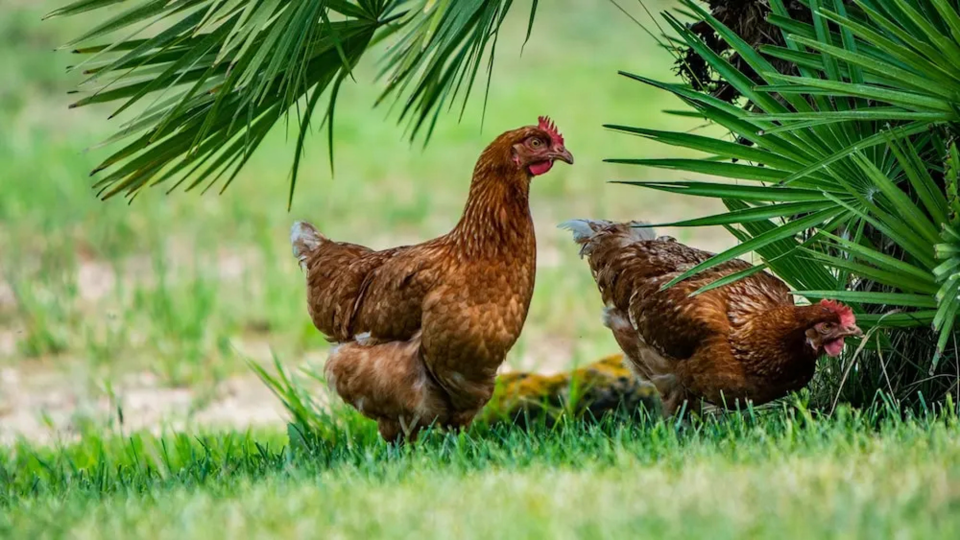 Agriturismo Carrucana