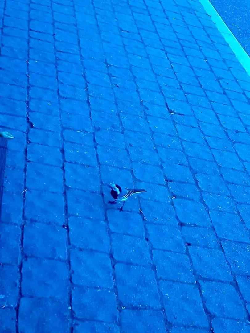 B&b il campanile di leone Pina