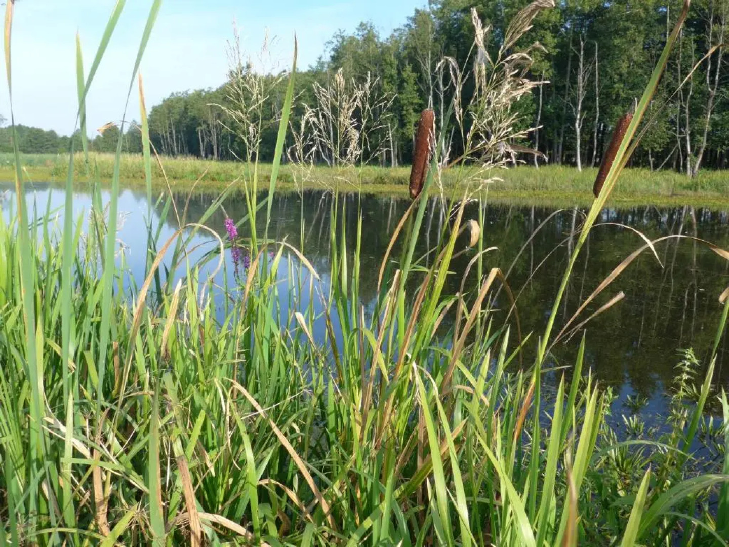 Impresja - pokoje gościnne na nadbużańskich łąkach