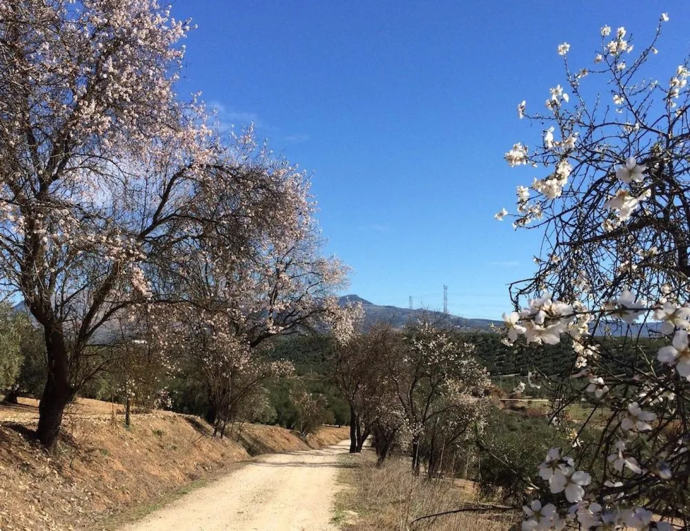 Alojamiento Rural Cortijo Ribero