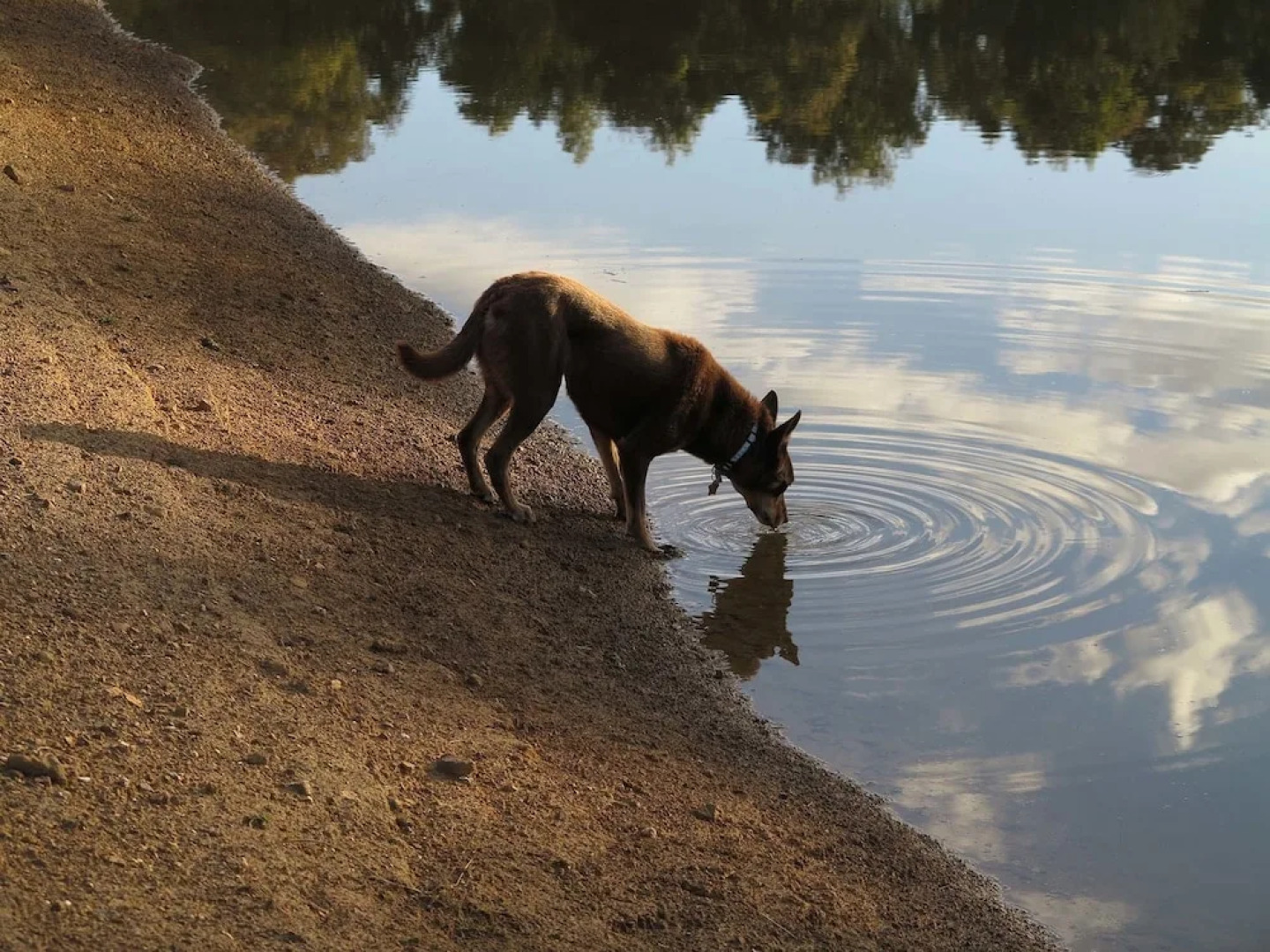 The Chocolate Lily B&B