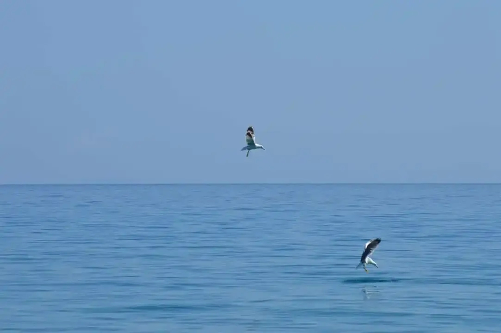 leonidas apartments and suites