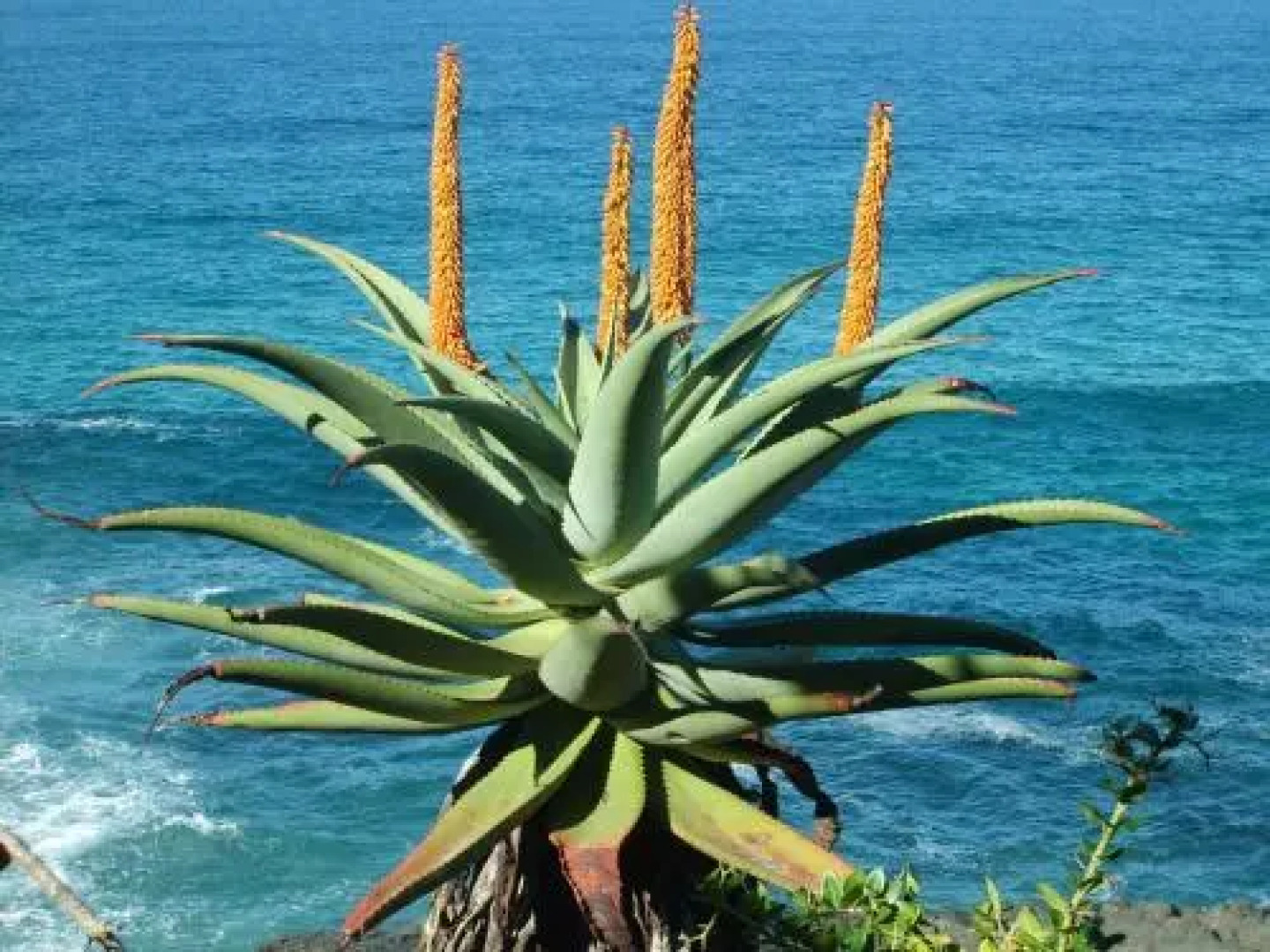 Delicious Monster Retreat and Restaurant