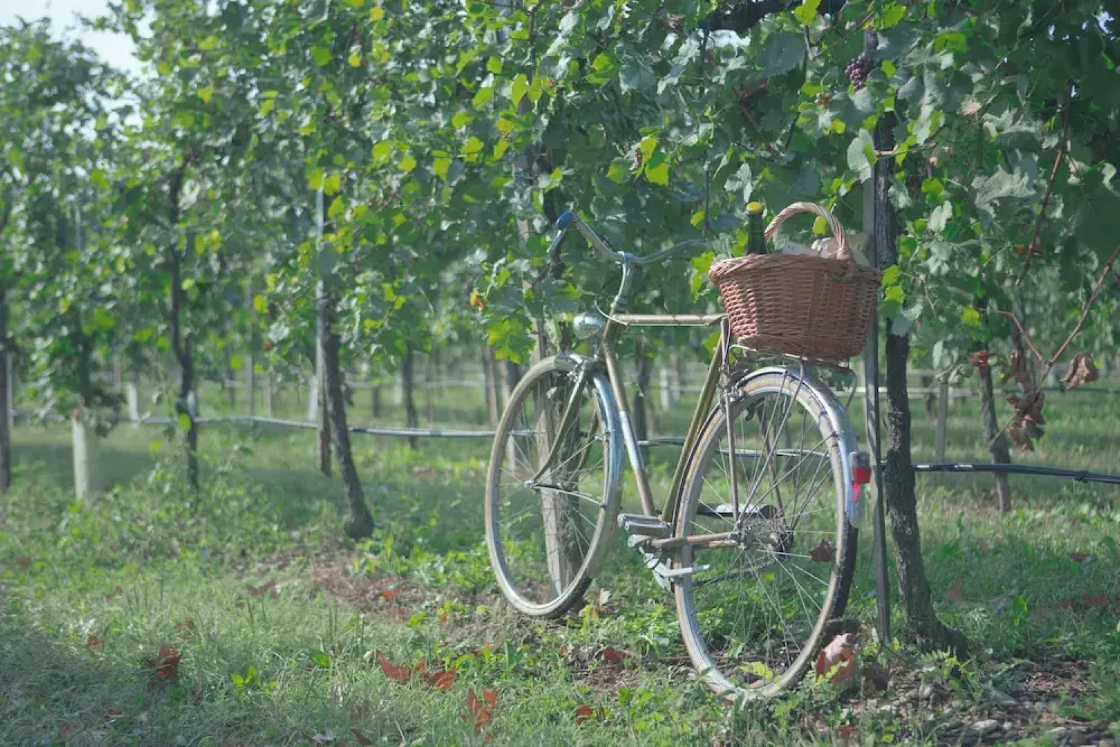 Agriturismo da Zeffi