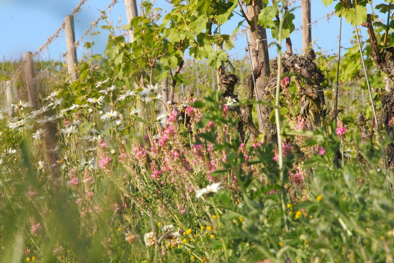 Pension Weingut Schwab