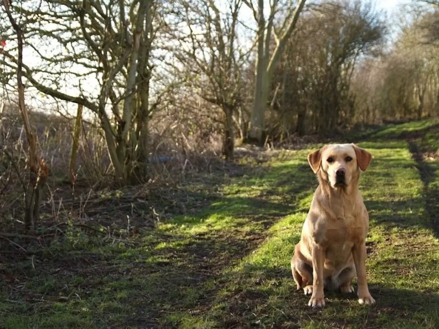 The Chestnuts Holiday Cottages