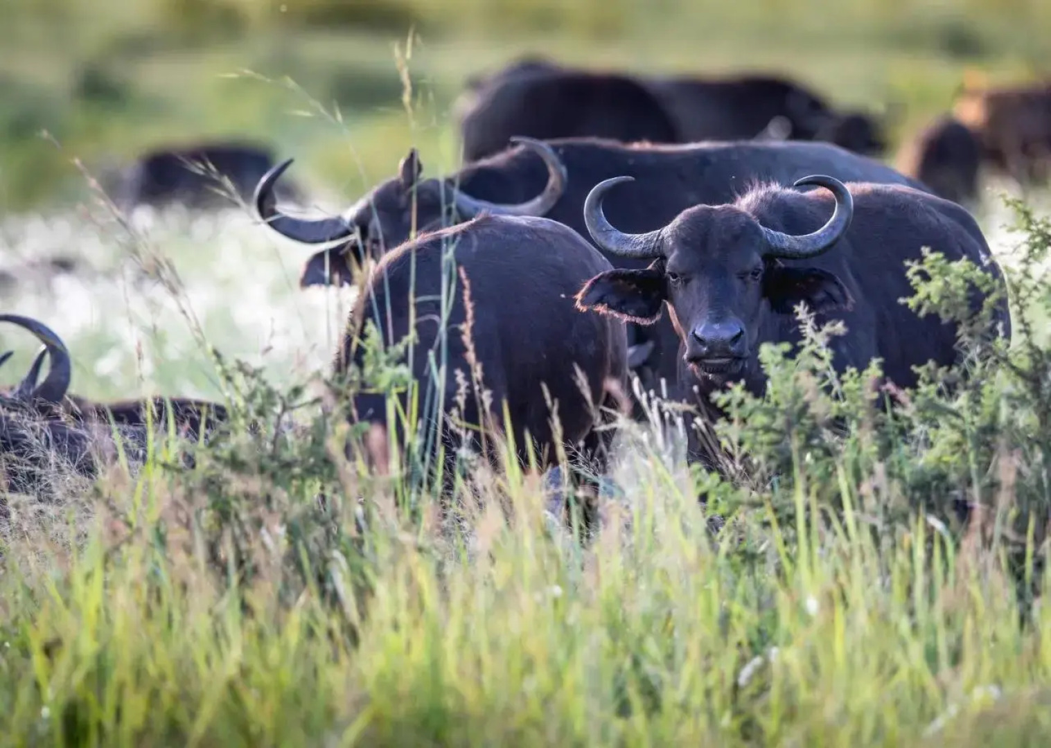 Royal Thonga Safari Lodge