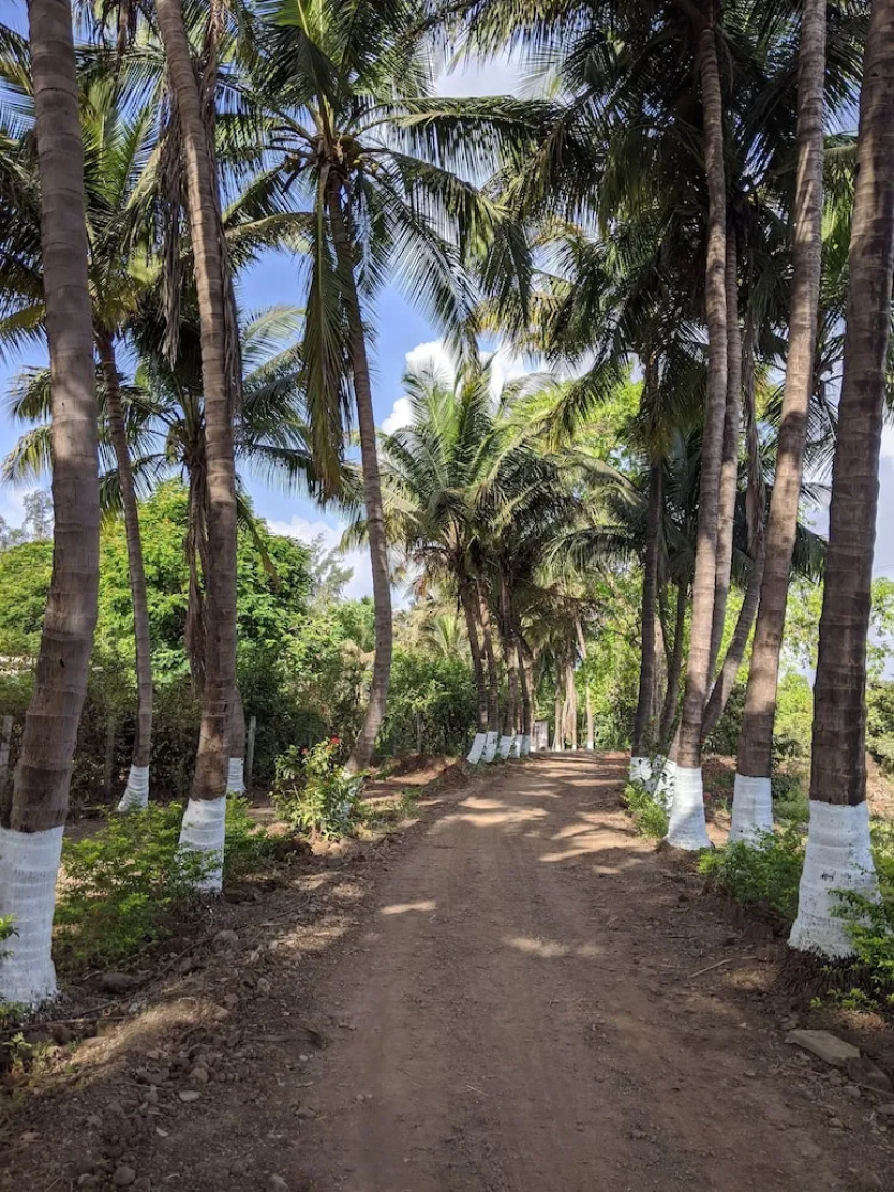 Mango Tree Farm
