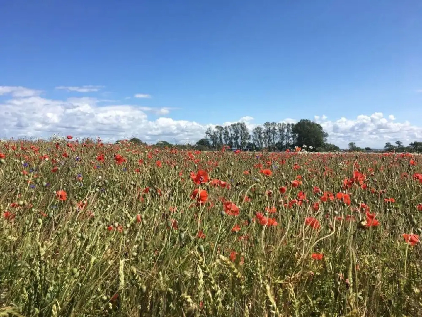 Baltic Sea Dromelhus