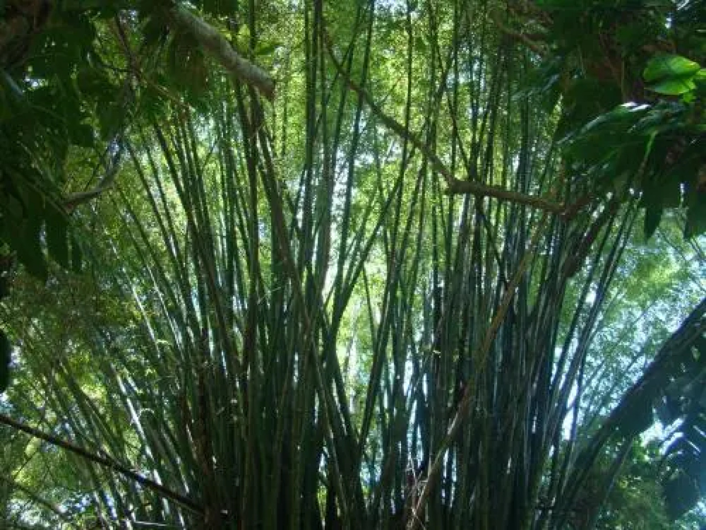 Les Cottages de Bellevue Ecolodge