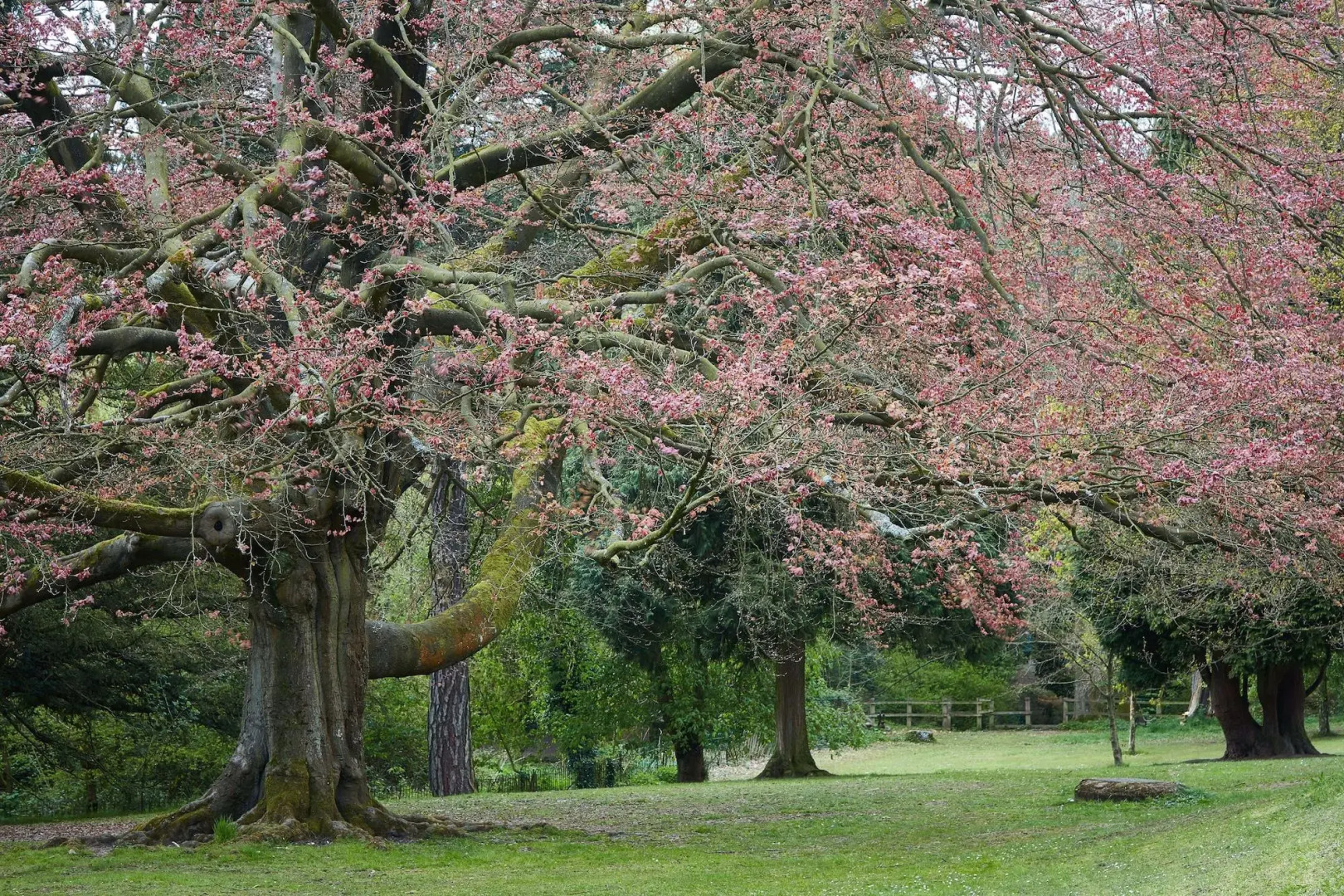 Oddfellows on the Park