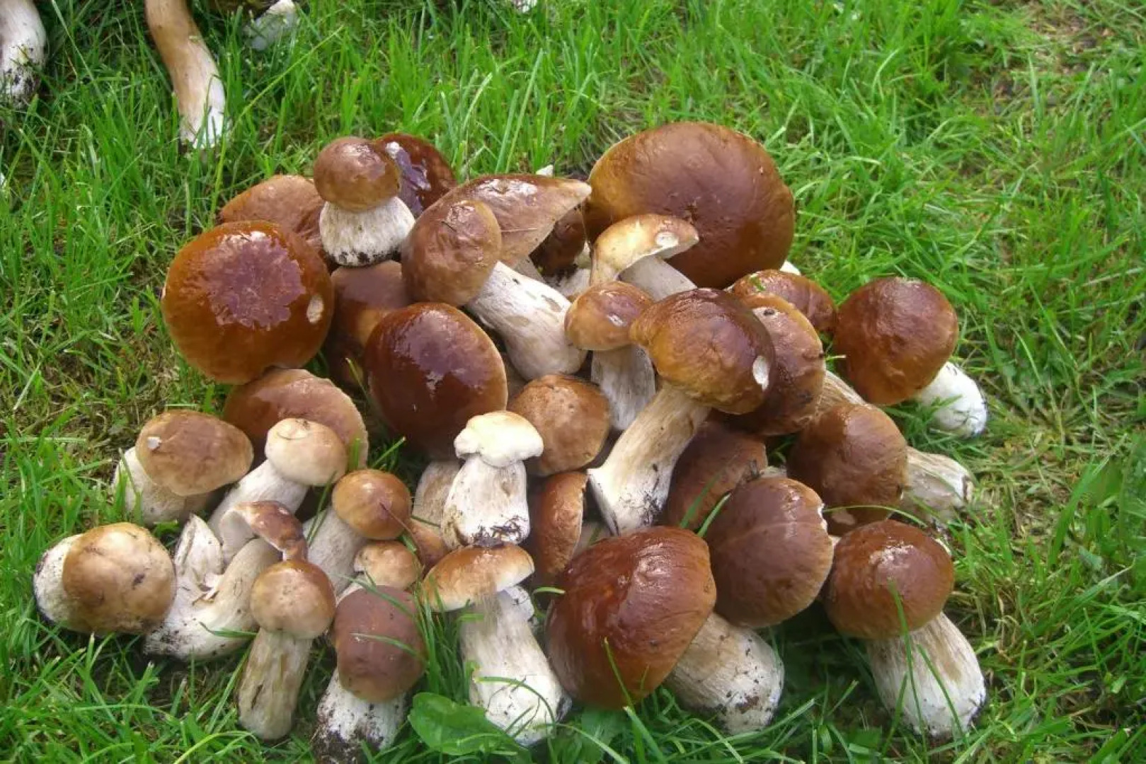 Dom Wczasowy Pięciu Pomostów I DOMKI LETNISKOWE