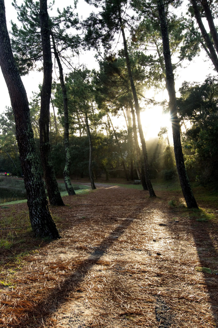 Résidence Hôtelière les Acanthes