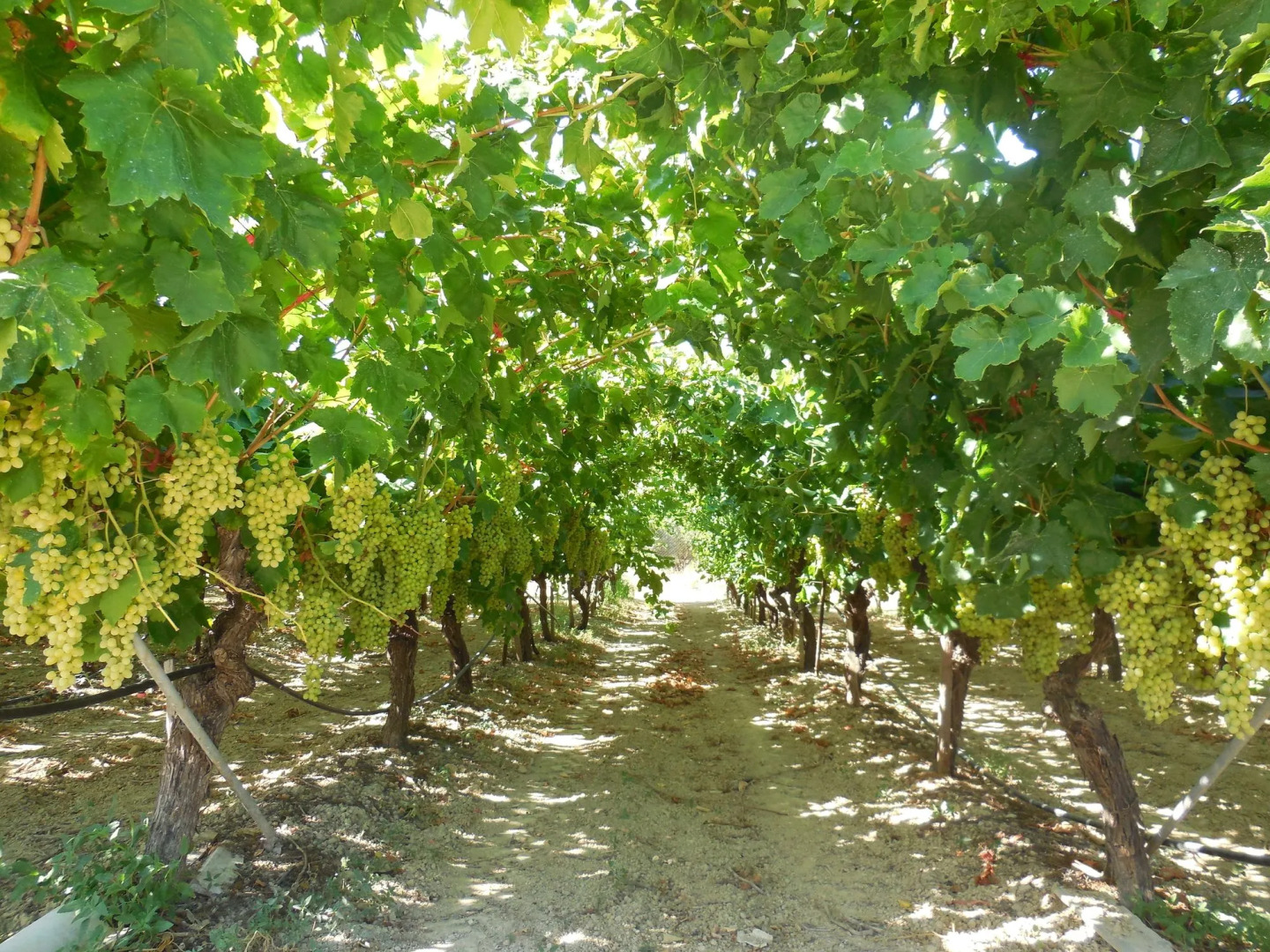 Cretan Vineyard Hill Villa Private Pool, Panoramic View, Beautiful Vineyard