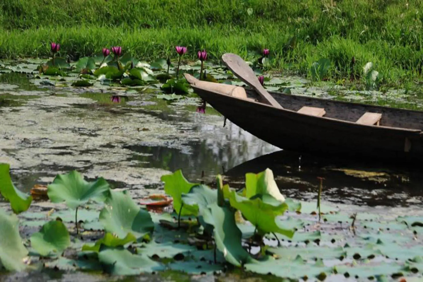 Phuphiangkhiangfah Resort