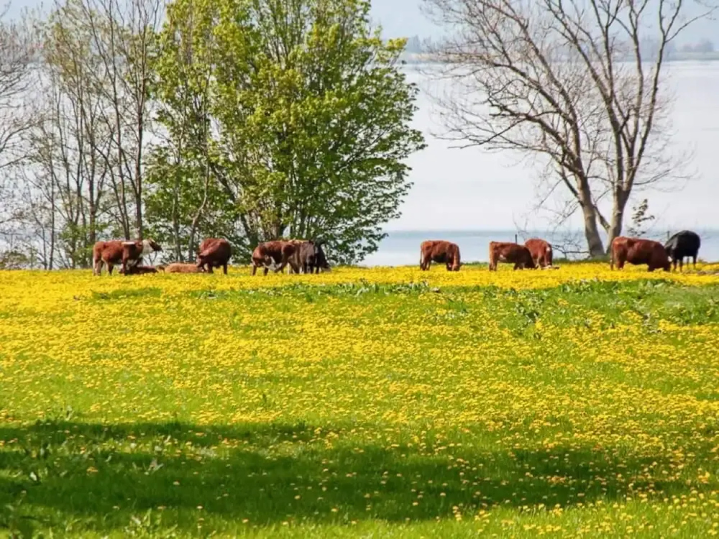 Lakeview Cottage Retreat-by Traum