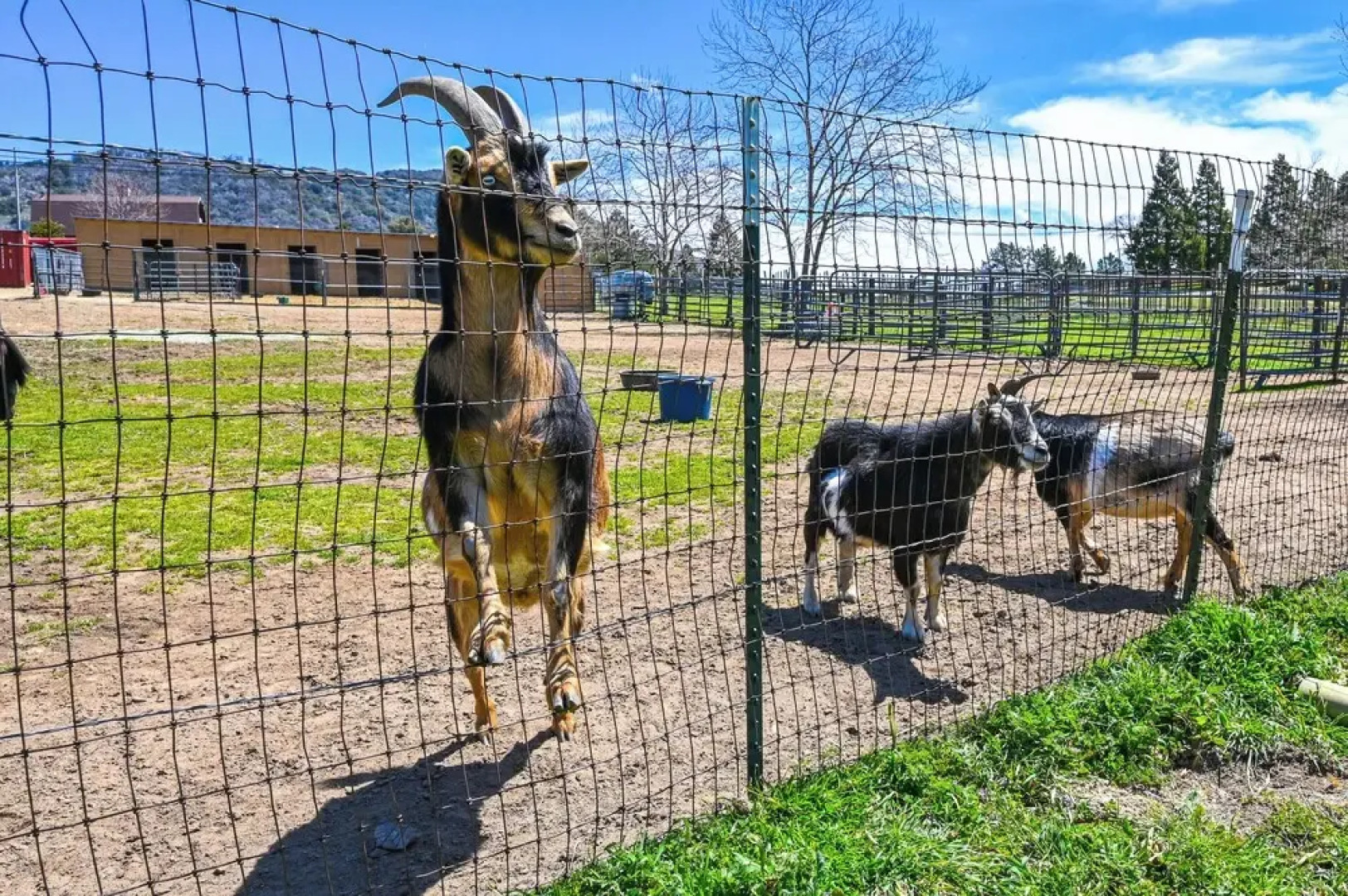 Julian Cottage Stay w/ Near Wildlife & Wineries