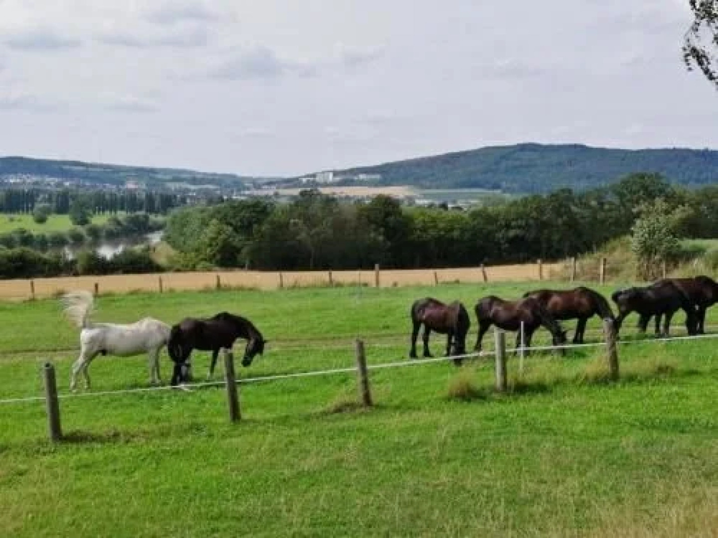 Steinkrug an der Weser
