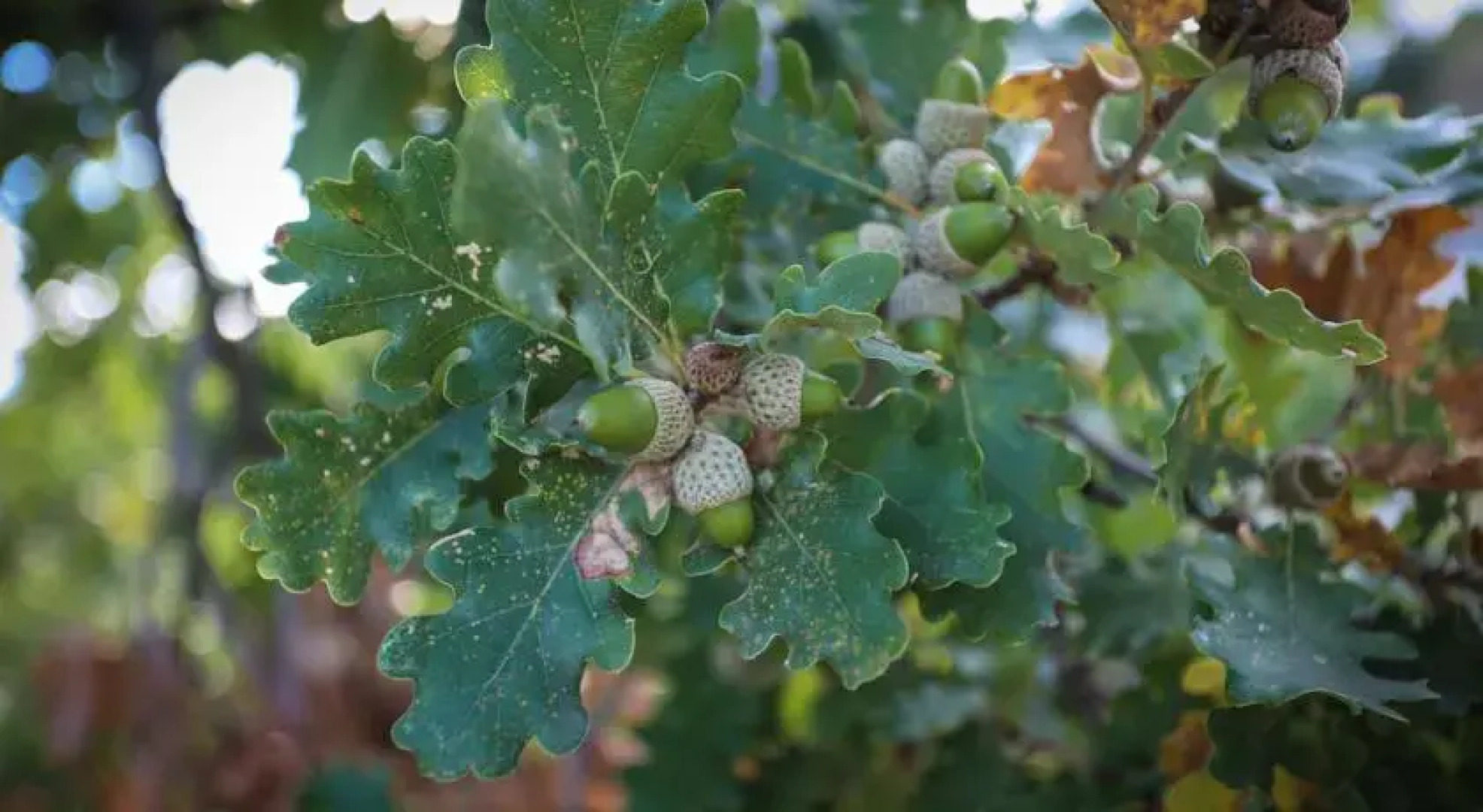 Agriturismo Costa Della Figura