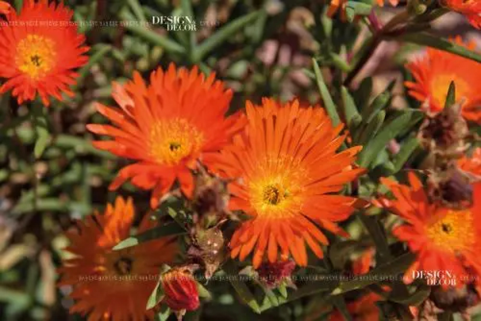 Selmunett – Malta Homestay