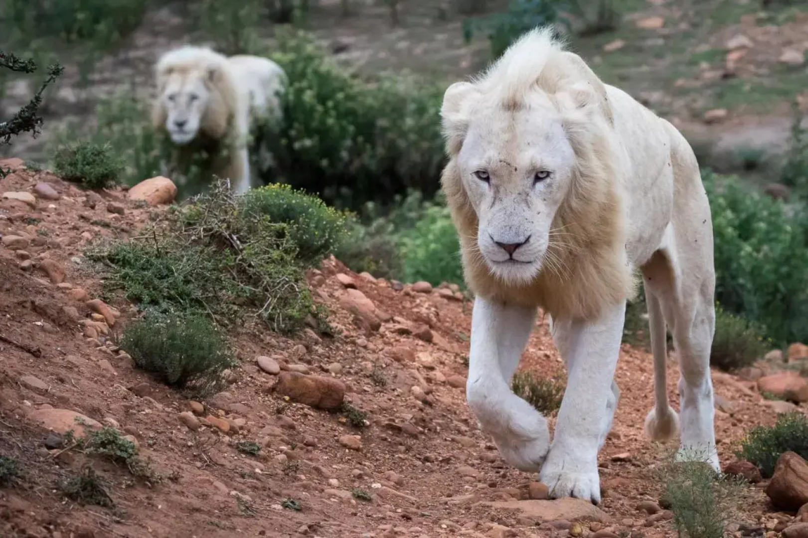 Pumba Private Game Reserve