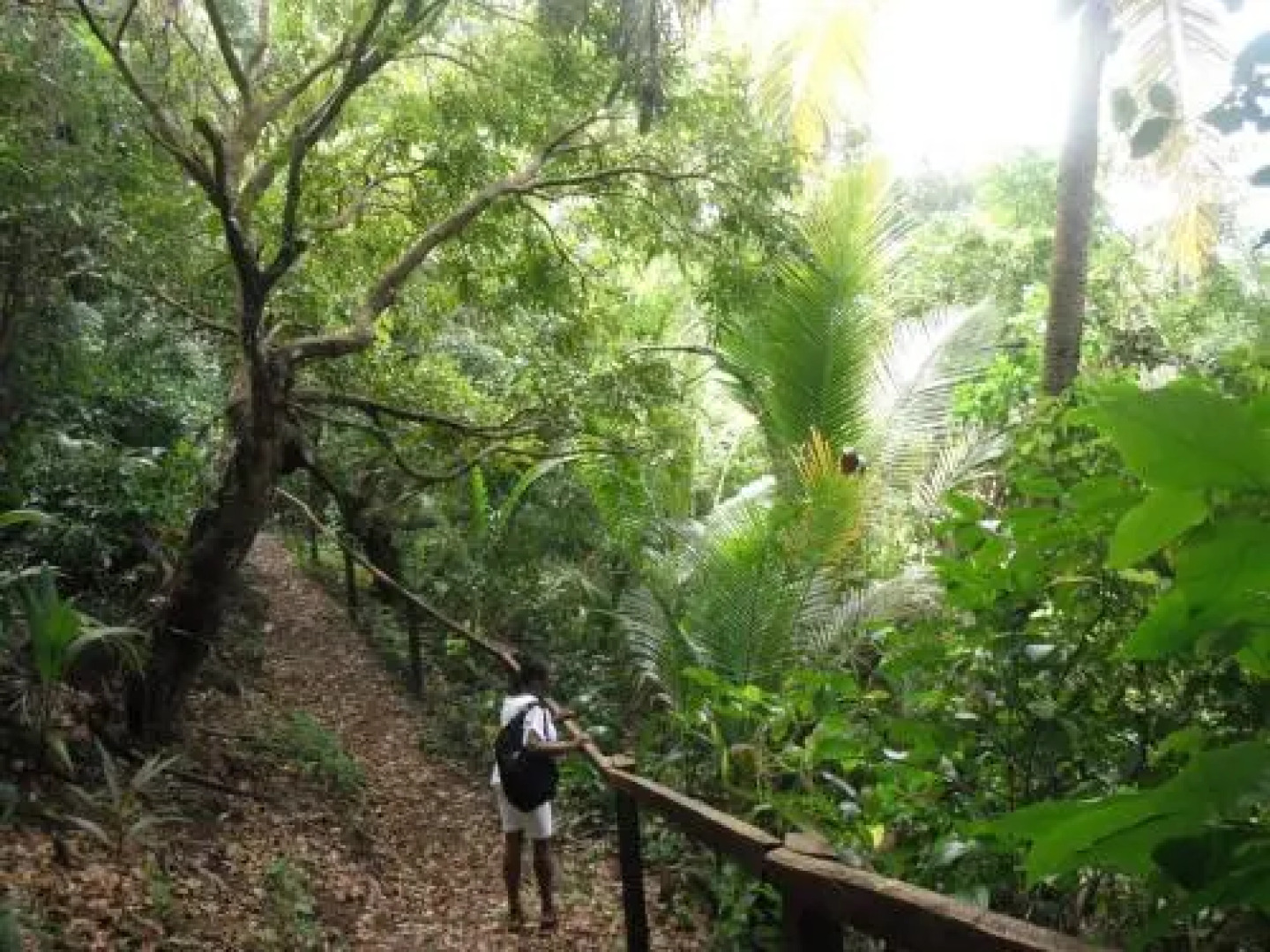 Classique International in Dominica