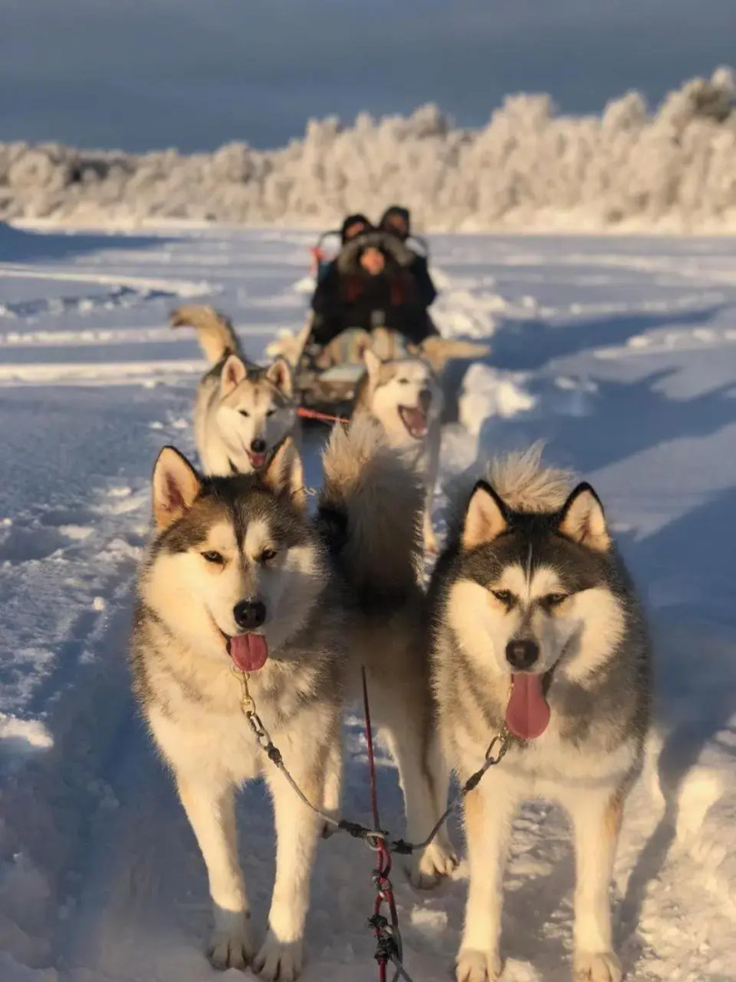 Guesthouse Arctic Heart