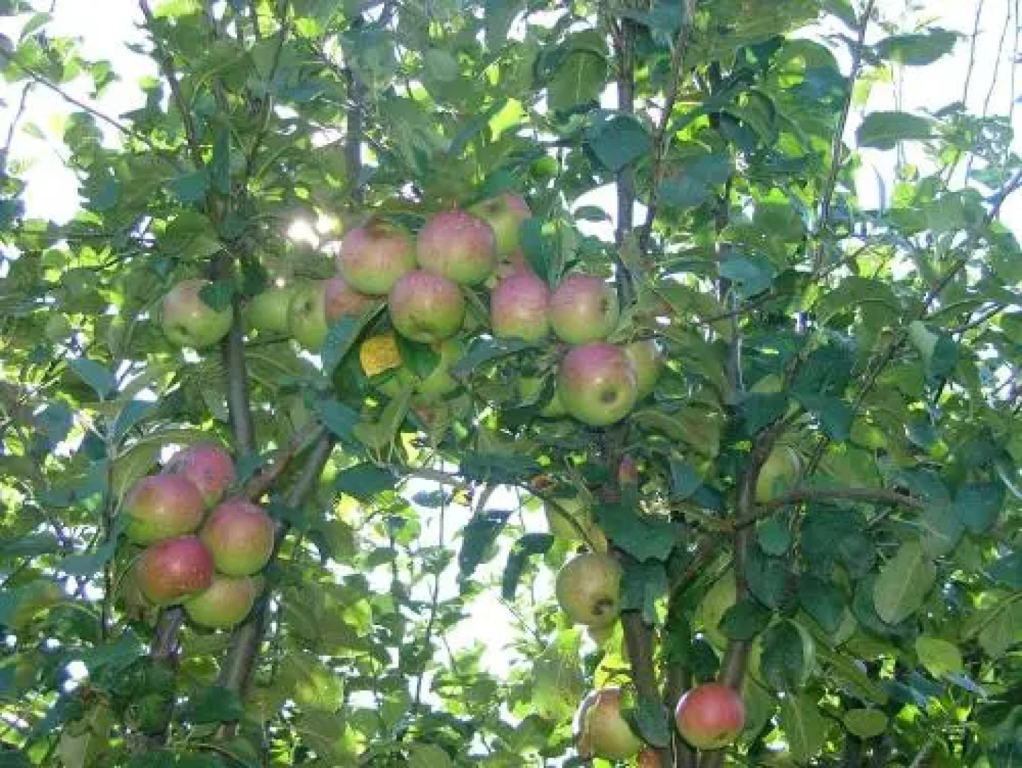 La Ginestra casa vacanze