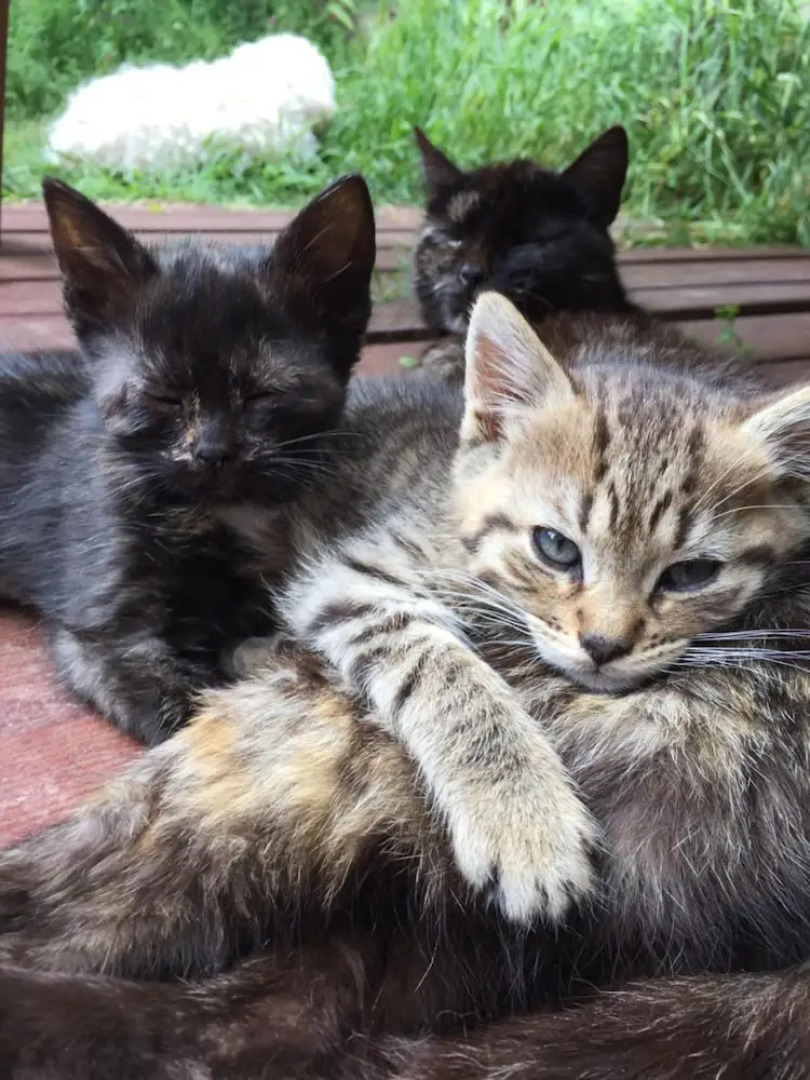 The Resid For Calixte