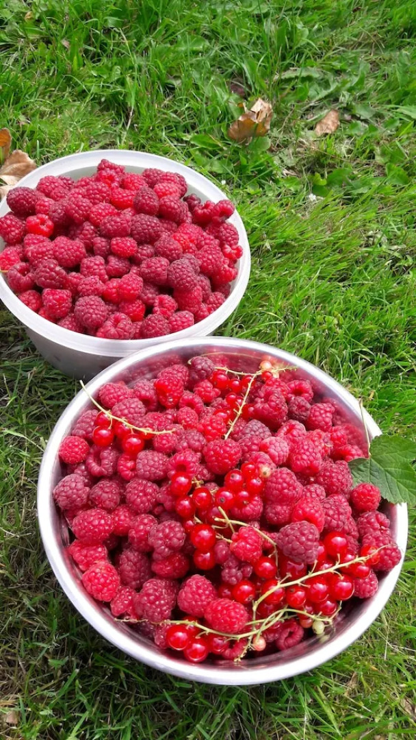 Ferme de Bonavis - Chambres d'Hôtes