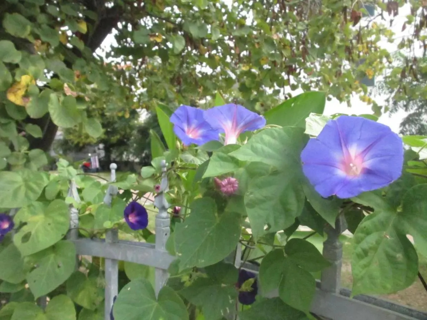 Apartments Villa Moretti