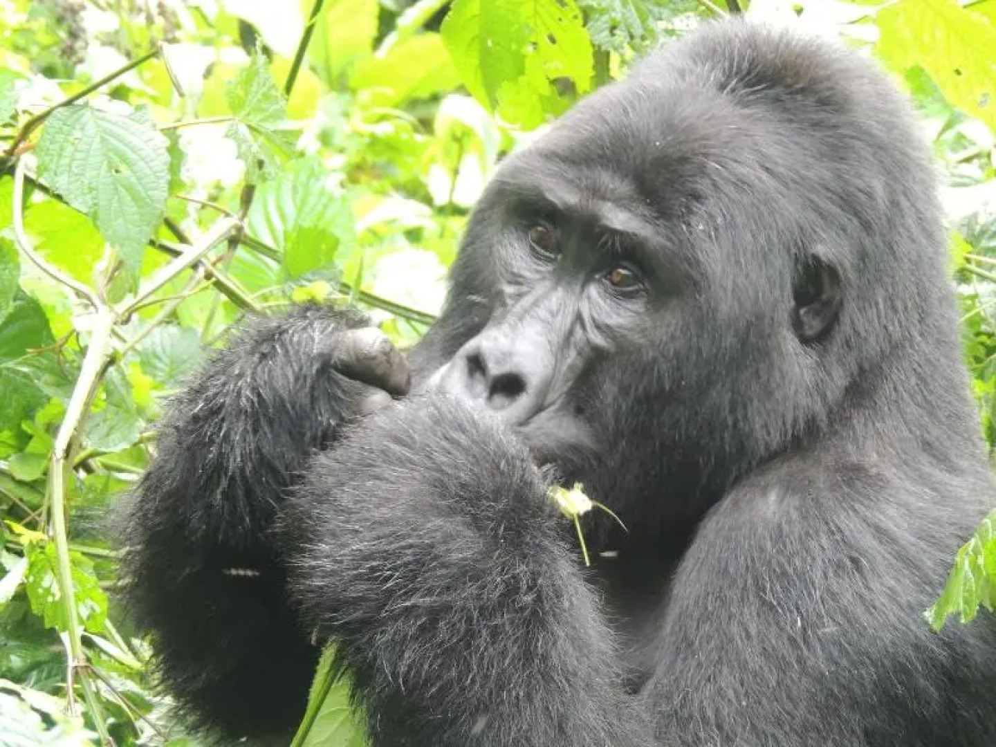 Gorilla Safari Lodge