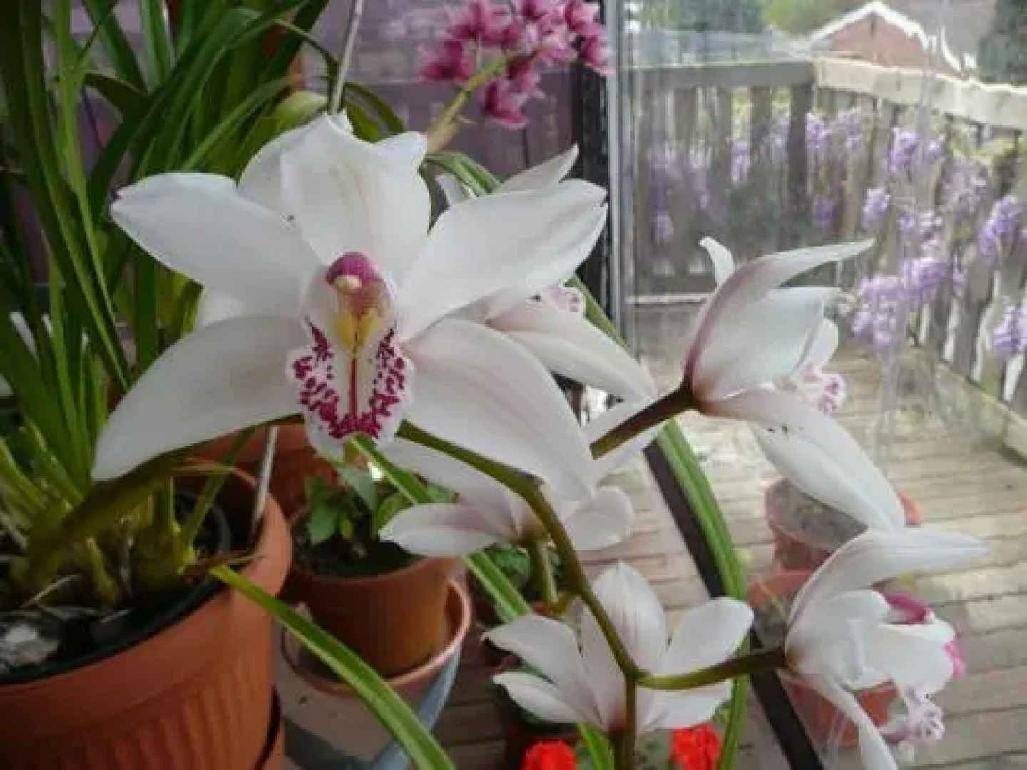 Wisteria Lodge Bed and Breakfast