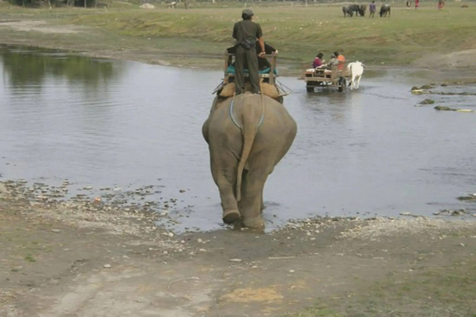 Tiger Tops Tharu Lodge