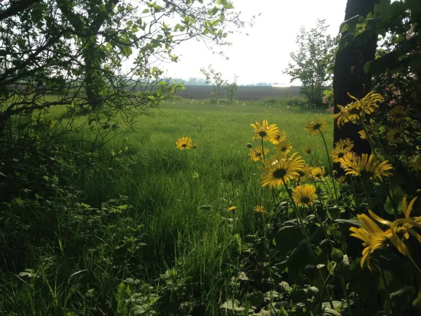Wingårdhs B&B Österlen