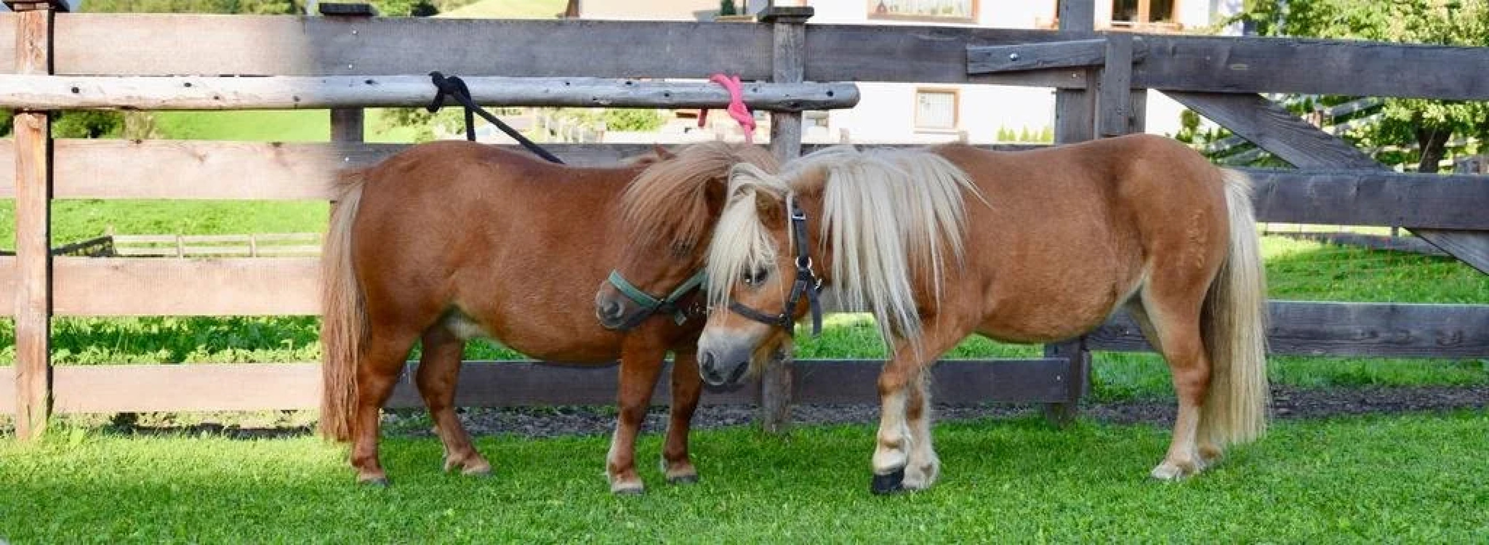 Albeinelerhof - Kinderbauernhof