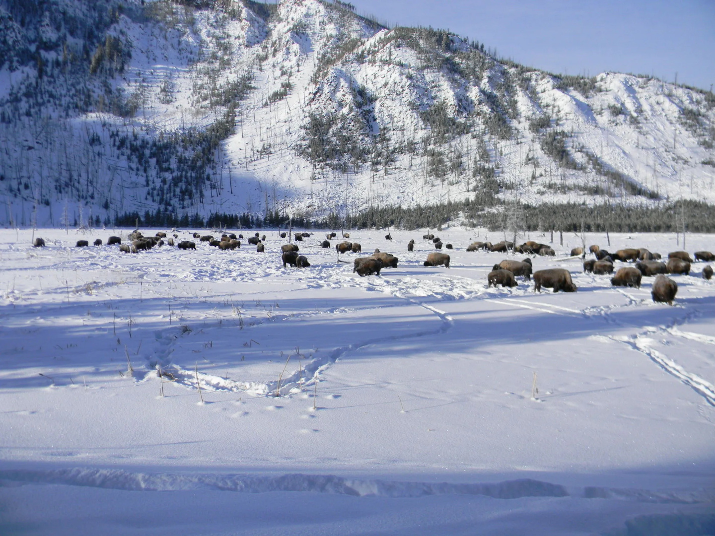Holiday Inn West Yellowstone by IHG.
